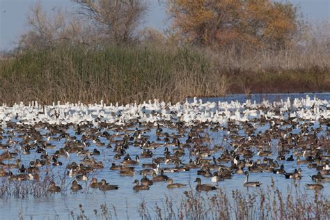Sutter National Wildlife Refuge .